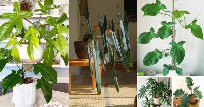 26 Plants that Look like Monstera but are Not - balconygardenweb.com