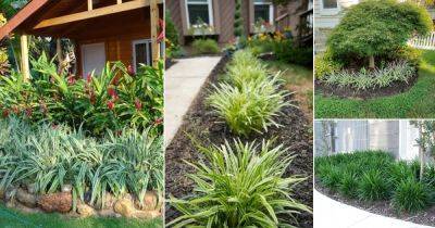 22 Amazing Flax Lily Landscaping Ideas - balconygardenweb.com