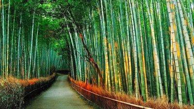 Best Fertilizer for Bamboo | Bamboo Plant Fertilizer - balconygardenweb.com