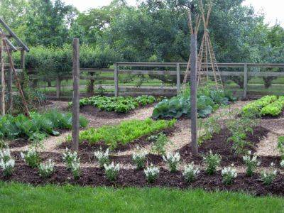 5 Mistakes Gardeners Make in Their Vegetable Gardens - thespruce.com