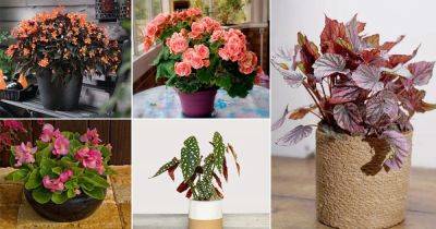 40 Outstanding Begonia Types & Varieties To Grow In Shade & Indoors - balconygardenweb.com