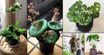 28 Houseplants with Most Weird and Unusual Leaves - balconygardenweb.com
