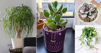 24 Best Indoor Succulents To Grow At Home - balconygardenweb.com - Mexico - Madagascar