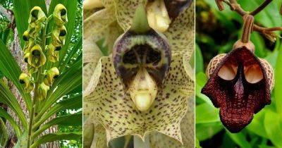 6 Uncanny Flowers That Look Like Skulls - balconygardenweb.com