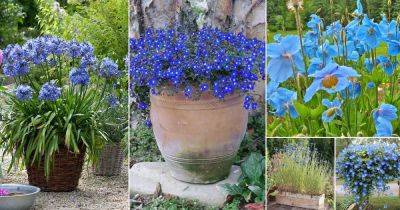 91 Best Blue Flowers For the Garden - balconygardenweb.com - South Africa