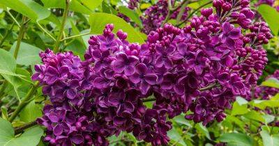 How to Identify and Treat 7 Common Lilac Diseases - gardenerspath.com
