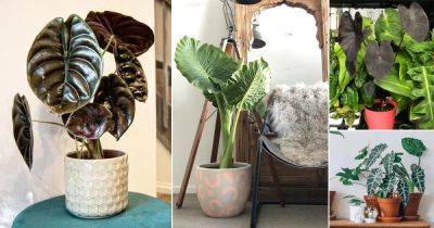 25 Beautiful Indoor Elephant Ear Ideas from Instagram - balconygardenweb.com