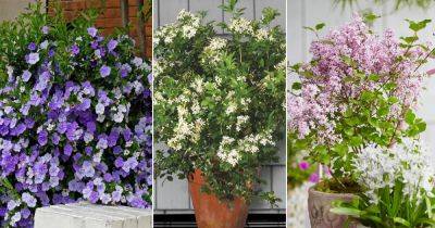 47 Most Fragrant Flowers According to Gardeners - balconygardenweb.com - Australia - North Korea