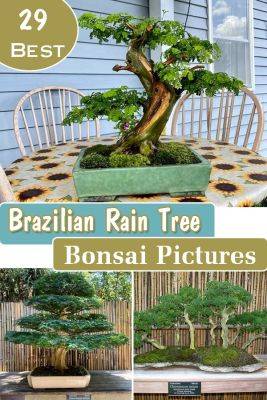 29 Best Brazilian Rain Tree Bonsai Pictures - balconygardenweb.com - Brazil