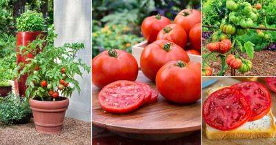 40 Best Tomatoes for Sandwiches - balconygardenweb.com - Russia - state Arkansas