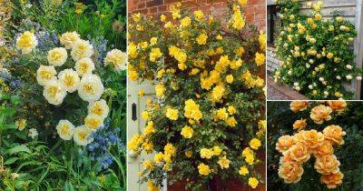 Yellow Rose Meaning | 22 Best Varieties of Yellow Roses - balconygardenweb.com - Britain