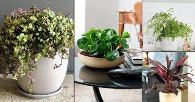 18 Fast Growing Indoor Plants | What Plants Grow Fast Indoors | - balconygardenweb.com
