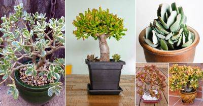 32 Types of Jade Plants | Best Jade Varieties - balconygardenweb.com