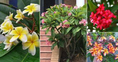 29 Different Types of Plumeria Varieties - balconygardenweb.com