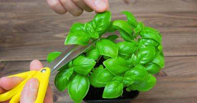 How to Prune Basil Plants - gardenerspath.com