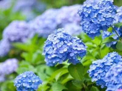 Endless Summer Hydrangea Pruning Guide For Gardeners - gardeningknowhow.com