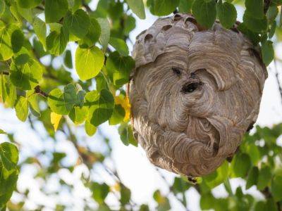 Wasp Nest Vs. Hornet Nest Vs. Bee Nest Identification - gardeningknowhow.com