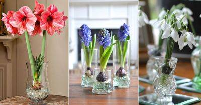 8 Best Bulbs to Grow in Water + Growing Bulbs in Water - balconygardenweb.com