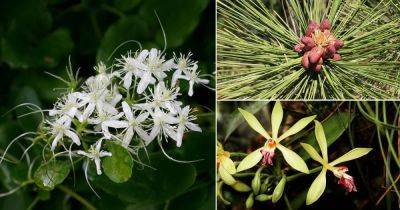 11 Flowers that Smell like Vanilla - balconygardenweb.com