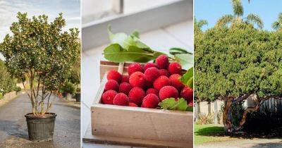 How to Grow a Strawberry Tree | Arbutus unedo Care - balconygardenweb.com - region Mediterranean