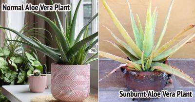 Sunburnt Aloe Vera Plant Symptoms and How to Revive it - balconygardenweb.com