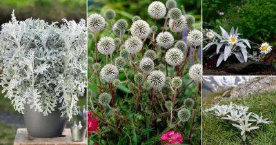 10 Best Gray Flower Names - balconygardenweb.com