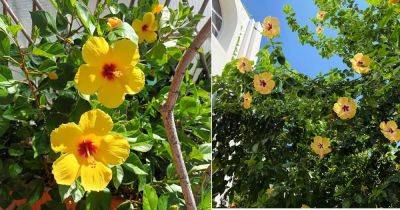 State Flower of Hawaii and How to Grow It - balconygardenweb.com - state Hawaii