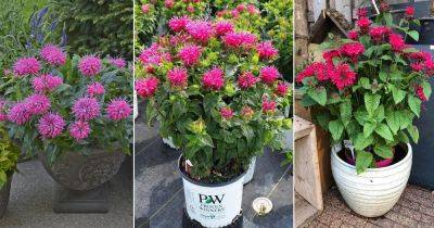 Growing Bergamot | How to Grow Bee Balm - balconygardenweb.com