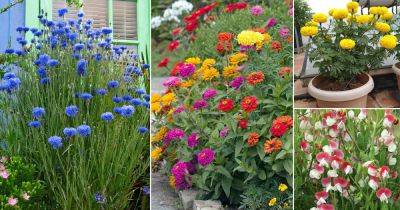 21 Flowers that Grow Quickly from Seeds | Fast Growing Flowers - balconygardenweb.com