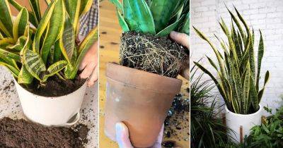 Healthy vs. Unhealthy Snake Plant (Big Differences) - balconygardenweb.com