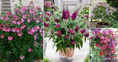 29 Beautiful Bushes with Pink Flowers | Pink Flowering Shrubs - balconygardenweb.com - Malaysia
