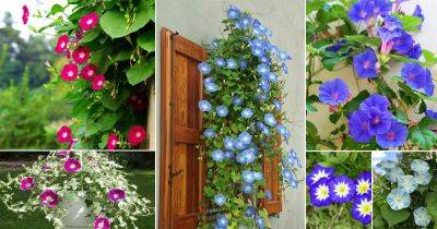 23 Types of Morning Glory Flowers | Morning Glory Care - balconygardenweb.com - Germany - Mexico