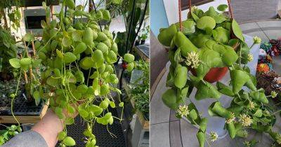 How to Grow Dischidia Platyphylla Easily - balconygardenweb.com - Philippines