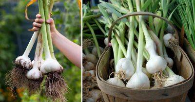 What is Elephant Garlic and How to Grow It - balconygardenweb.com