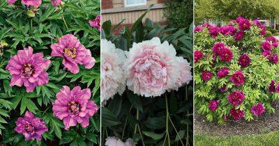 15 Beautiful Types of Purple Peony Varieties - balconygardenweb.com - Japan