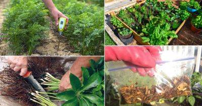 35 Cheats for Garden | Clever Gardening Tips to Save Money - balconygardenweb.com