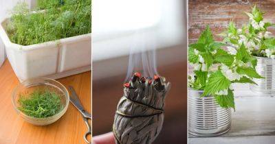 12 Best Herbs for Protection | List of Protective Herbs - balconygardenweb.com
