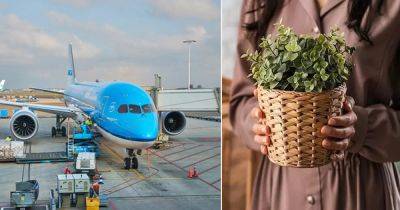 Can You Take Live Plants on a Plane | Bringing Plants on a Plane - balconygardenweb.com - Usa