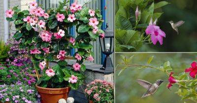 Do Hummingbirds Like Mandevilla? Find Out! - balconygardenweb.com