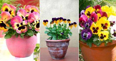 Pansy Flower Meaning and What it Symbolizes - balconygardenweb.com - France - Greece