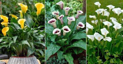 Arum Lily Care and Growing | How to Grow Arum Lilies - balconygardenweb.com - South Africa