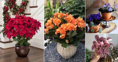 Warm Up Your Home this Winter with these Colorful Houseplants - balconygardenweb.com