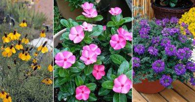 19 Best Flowers that Thrive in Poor Soil - balconygardenweb.com