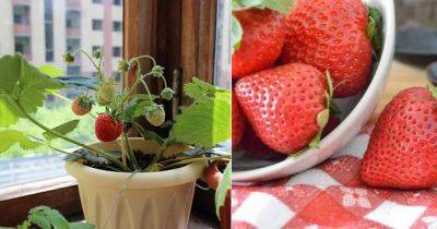 Secrets of Growing Strawberries Indoors Year Round - balconygardenweb.com