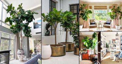 35 Indoor Fiddle Leaf Fig Decor Ideas - balconygardenweb.com