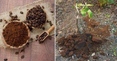 Will Coffee Grounds Kill Weeds | Best Ways to Use Coffee Grounds to Kill Weeds - balconygardenweb.com