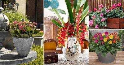12 Charming Flowers that Don't Fade Before a Month - balconygardenweb.com