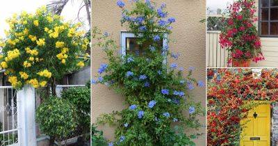 22 Stunning Shrubs that Climb like a Vine - balconygardenweb.com