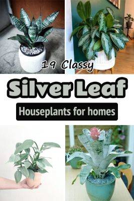 19 Classy Silver Leaf Houseplants - balconygardenweb.com - city Sansevieria