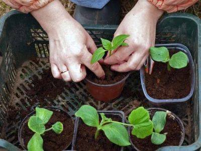 Seed Starting Mix vs Potting Soil - balconygardenweb.com
